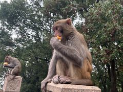 -苏州上方山国家森林公园