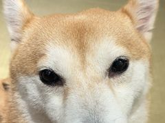 -逗柴咖啡屋·狗咖猫咖宠物桌游