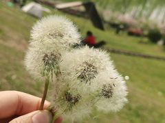 -洨河生态公园