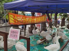 -大鹅岛绿色生态美食园