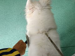 -东方动物医院·宠保定点·骨科·转诊中心(春城路·昆明站分院)