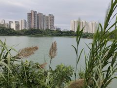 -广东花都湖国家湿地公园