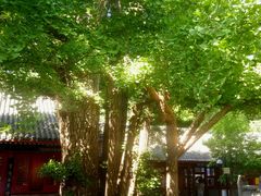 -红螺寺