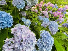 -合肥滨湖国家森林公园