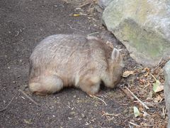 -费瑟代尔野生动物园