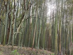 -同里国家湿地公园