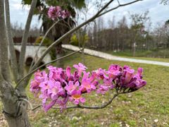 -森波拉奇妙世界