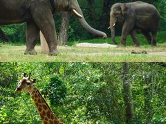 -北京野生动物园