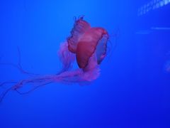 -乌鲁木齐海洋馆