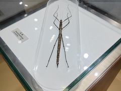 -上海昆虫博物馆