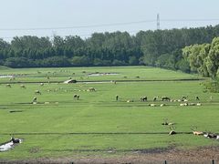 -溱湖国家湿地公园