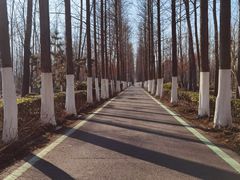 -合肥滨湖国家森林公园