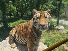 -栾川竹海野生动物园