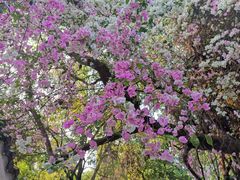 -深圳国际园林花卉博览园