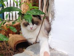 -喵屿·大理花园猫咖