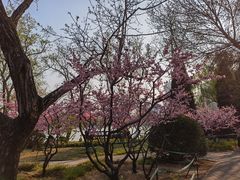 -皇家御河游(紫御湾码头)