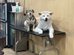-宠物世家(仲盛世界商城店)