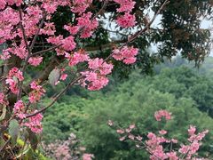 -狐尾山公园
