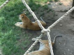-西霞口神雕山野生动物世界