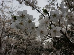 -武汉大学-樱园