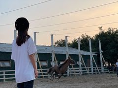 -北京群众马术培训基地
