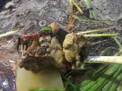 芋儿鸡-石灰市毛记烧鸡公(解放碑店)