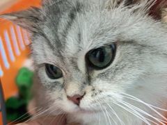 -宠颐生猫科·内科皮肤科(西平世纪城店)