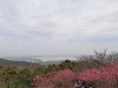 -香雪海