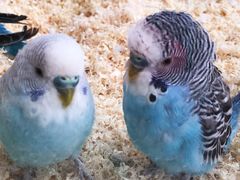 -怪兽屋·羊驼·猫咖·狗咖(俊华广场店)