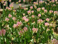 -洛阳郁金香牡丹园