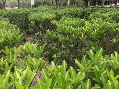 -新江湾城公园
