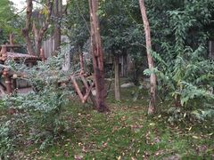 -成都大熊猫繁育研究基地