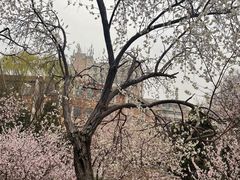 -桃花堤公园