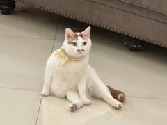 -瑞鹏宠物医院犬猫全科(真大分院)