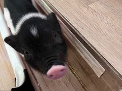 -李小姐の猫咖啡馆(五角场店)