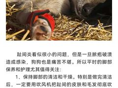 -瑞派申生动物医院·24H夜诊·国际动物医疗中心·骨外科(吴中路店)
