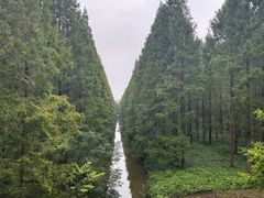 -黄海国家森林公园