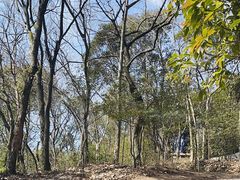 -上海佘山国家森林公园天马山园