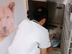 -谐和贝康宠物医院24小时·宠保定点(急重症转诊中心)