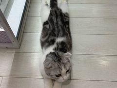 -喵的天空名猫咖啡馆·撸猫·猫舍·用品