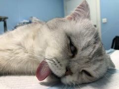 -爱贝特动物医院·猫口炎专科