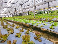 -Ohkajhu Organic Farm Sansai