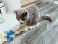 -猫大福·Fortune Cat猫舍(百子湾店)