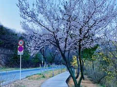 -棒棰岛宾馆景区