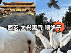 -西安大兴善寺