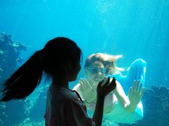 -海棠湾洲际-涛·海底餐厅·美人鱼·自助餐·海底隧道