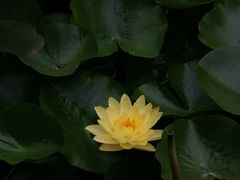 -莲湖公园