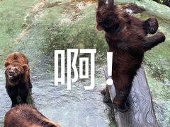 -深圳野生动物园