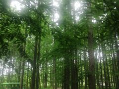 -黄海国家森林公园