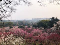 景点-无锡梅园公园